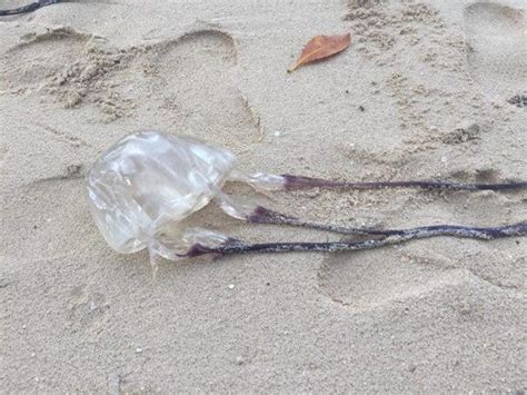 Read Traveler Heeds Warning About The Deadly Box Jellyfish Now That