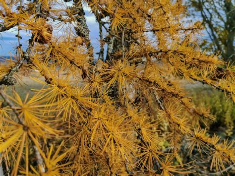 Larch Tree In The Autumn Stock Image Image Of Yellow 163839567