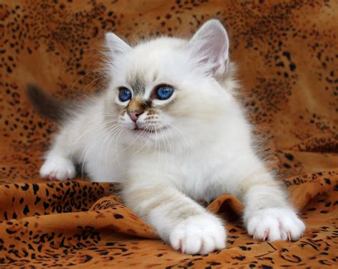 43 Kitten Cute Birman Cat Furry Kittens