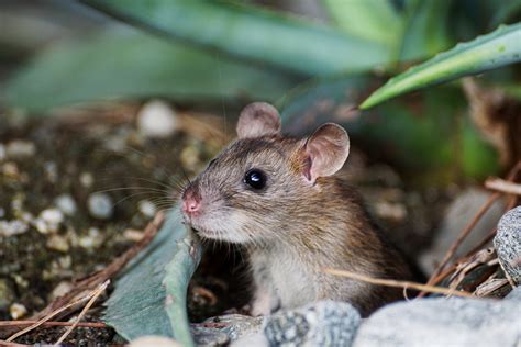 What We Know About White Footed Mice