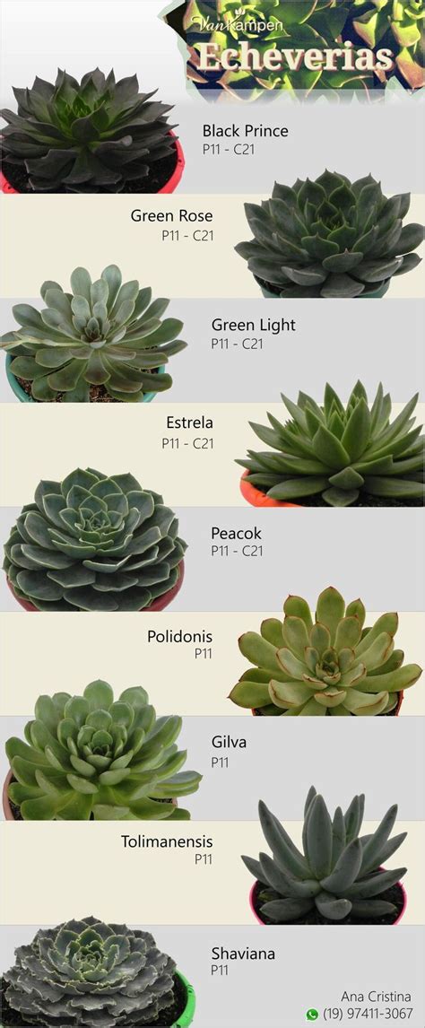 Identify Your Echeveria Succulents Planting Succulents Indoors