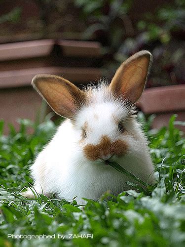 A Horse Of Course And Rabbits Too Cute Pictures Of Baby Rabbits