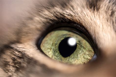 This membrane is located in the corner of each eye towards the center of the face. What Is Your Cat's Third Eyelid? And What Should You Do If ...