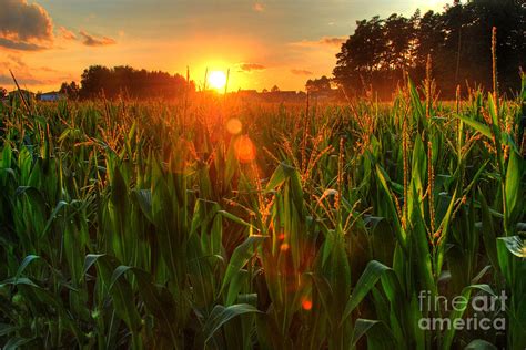 Late Summer Harvest Photograph By Richard Fairless Fine Art America