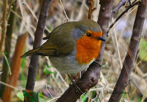 Should The Robin Be The Uks National Bird
