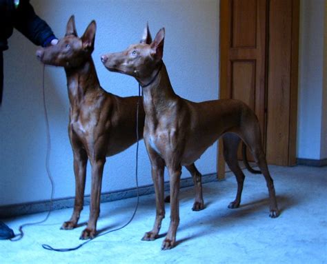 Faraonský Pes Pharaoh Hound Chovatelská Stanice El Negma Elnegma