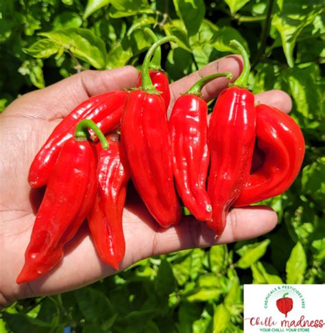 Chilli Aji Panca Red A Sweet Berry And Smoky Flavoured Chilli Pepper 10