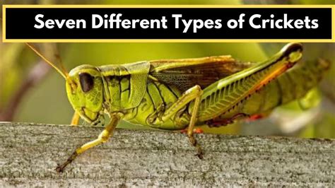 Cricket Insect Seven Different Types Of Crickets Youtube
