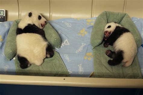 Six Week Old Twin Giant Panda Cubs At Toronto Zoo Outgrow Original