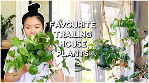 My Top 5 Hanging House Plants In A North Facing Window Youtube