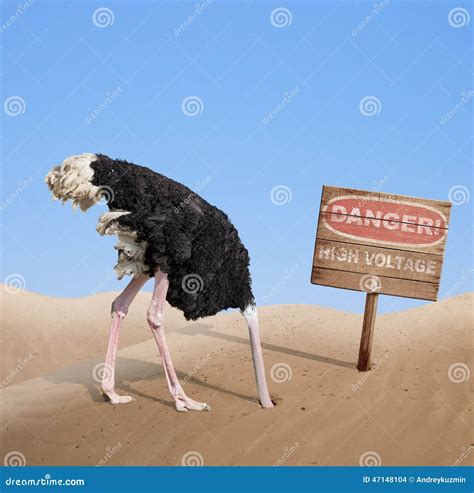 Scared Ostrich Burying Head In Sand Under Danger Stock Photo Image