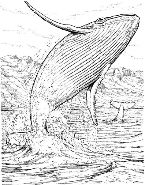 Humpback Whales Coloring Pages Coloring Home