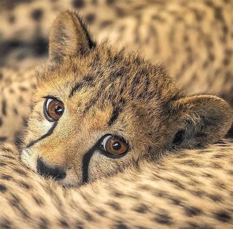 Amazing Shot Of A Baby Cheetah Welcome To This Beautiful World Young