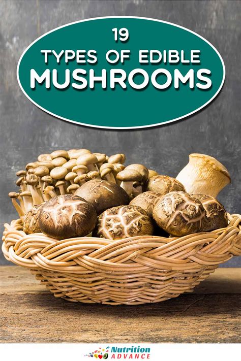 18 Popular Types Of Edible Mushrooms Nutrition Advance