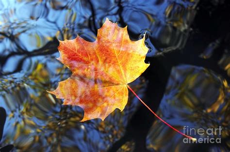 Autumn Leaf On The Water By Michal Boubin Autumn Leaves Photography