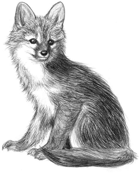 A Pencil Drawing Of A Fox Sitting Down