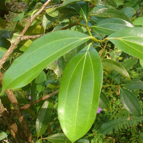 Polynesian Produce Stand Ceylon Cinnamon Spice Tree Cinnamomum