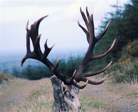 Revised Covid 19 Restrictions For Deer Stalking In Ireland Irish Deer