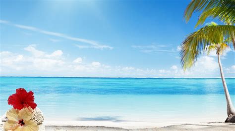Palm Tree Beach Wallpapers 72 Background Pictures