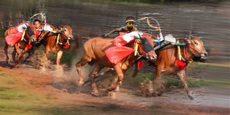 Kerapan Sapi Traditional Bull Race In Madura