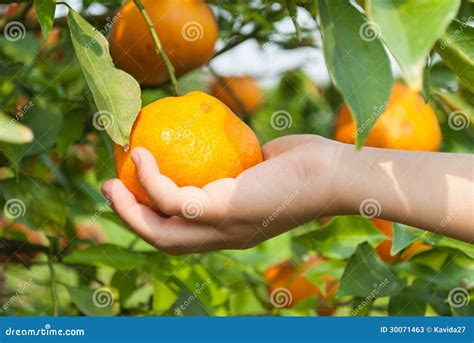 The Boy Hand Picking An Orange On Branch Tree Stock Image Image Of