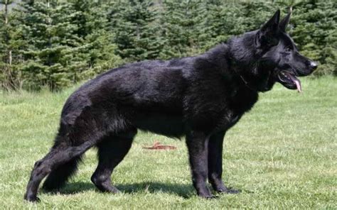 Large Black German Shepherd Petsidi