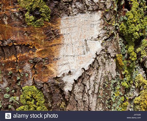 Tree Bark Algae Hi Res Stock Photography And Images Alamy