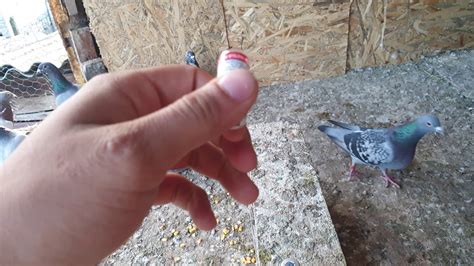 Totul se bazează pe faptul, că anticorpul va înlătura antigena, adică maladia, și ne va salva de infecție. Vaccinarea puilor de porumbei. - YouTube
