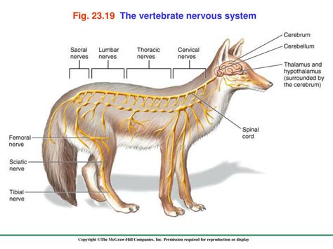 Ppt 231 Evolution Of The Animal Nervous System Powerpoint