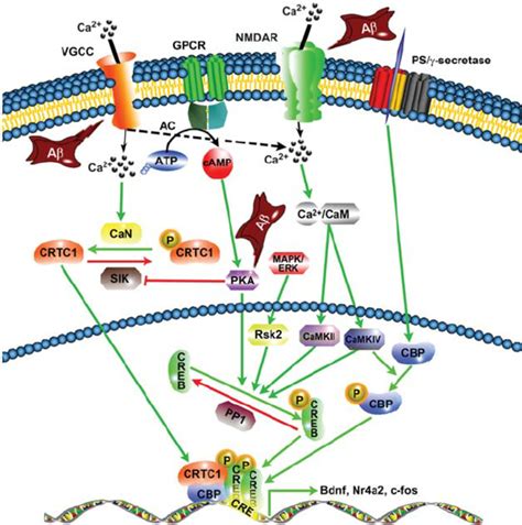 Signaling Pathways Regulating Creb Dependent Transcription In Neurons