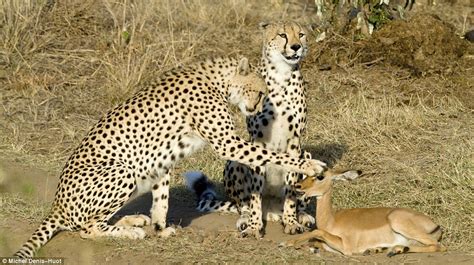 Pictured Three Cheetahs Spare Tiny Antelopes Life And