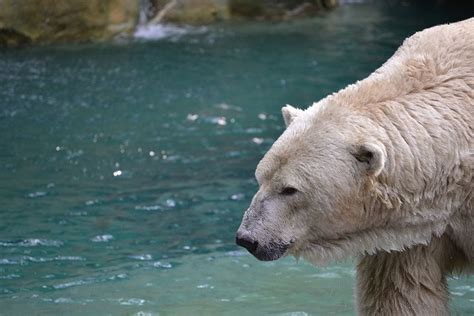 9 Interesting Facts About Polar Bears Animals Zone