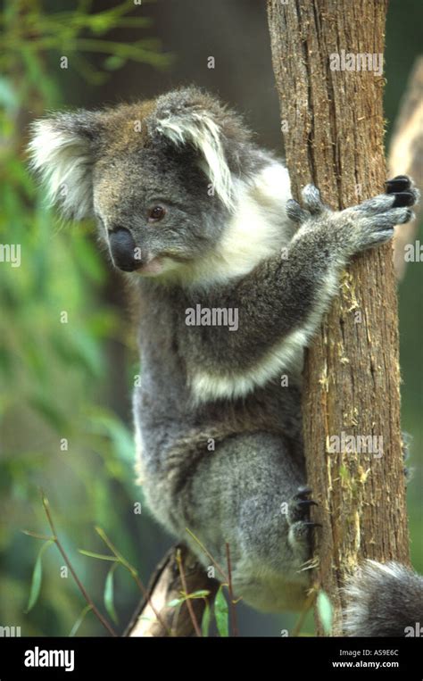A Koala Bear Climbing A Tree Melbourne Victoria Australia Stock Photo
