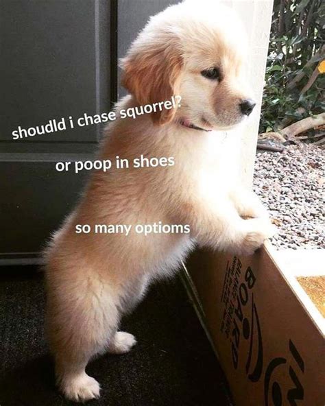 14 Funny Golden Retriever Memes That Will Make You Fall In Love With