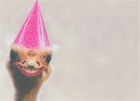 Freakishly Happy Ostrich Funny Humorous Birthday Card