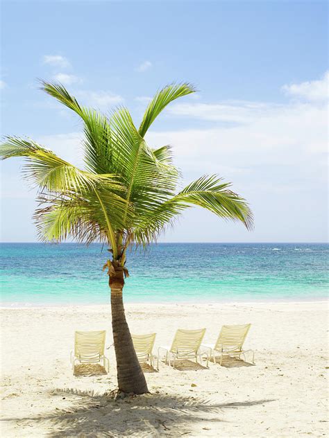 Beach Scene With Palm Tree And Lounge By Sangfoto