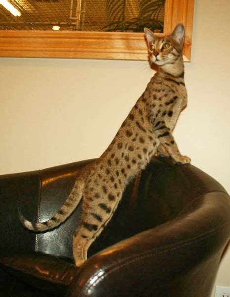 It is a cross between a serval and a domestic cat. F4 Queens | Savannah Cat - Select Exotics