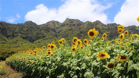 The Magical Sunflower Field Hiding In Hawaii You Must Visit Asap