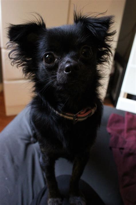Black Long Haired Chihuahua