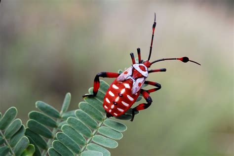 Insects Wallpapers Wallpaper Cave
