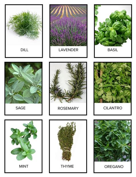 Learn About Herbs Curiosity Untamed
