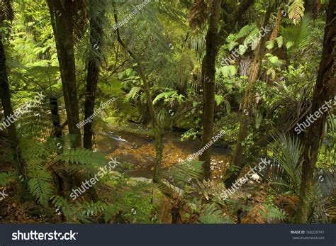 Temperate Rainforest Many Tree Ferns Building Stock Photo 166229741
