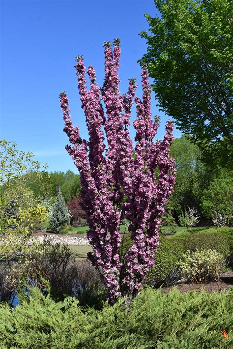 Purple Spire® Flowering Crabapple Malus Jefspire In Inver Grove