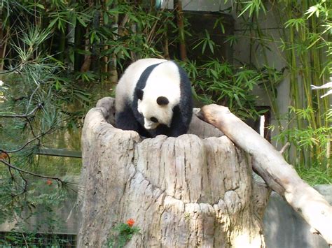 San Diego Zoo Giant Panda Today Was One Of The Best Days Flickr