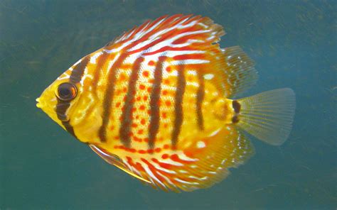 Discus Symphysodon Aequifasciatus Cichlid From The Amazon Tropical
