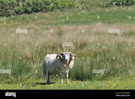 Domestic Sheep Ovis Aries Ram Grazing In A Meadow In Summer Mull