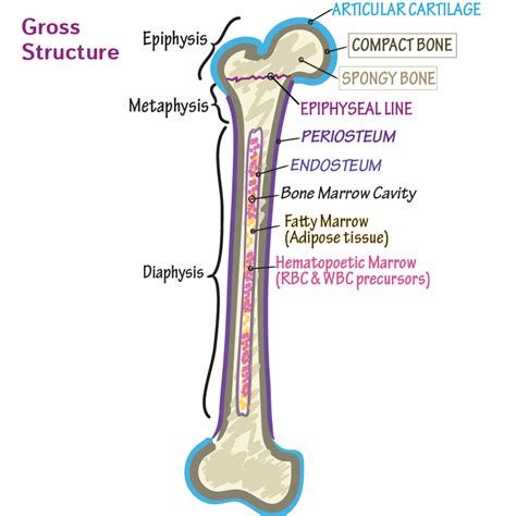 Gross Anatomy Glossary Bone Anatomy Ditki Medical Biological Sciences