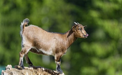 Artiodactyl Other Pets Horns Animal Goat Goats Wallpapers Hd