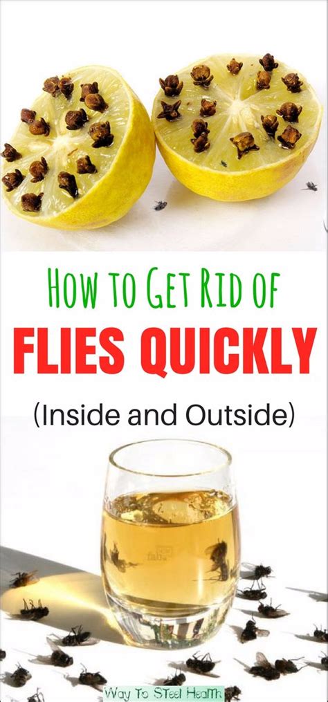 How To Get Rid Of Flies Quickly Inside And Outside Healthylife