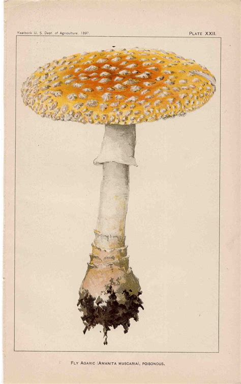An Illustration Of A Yellow Mushroom On A White Background
